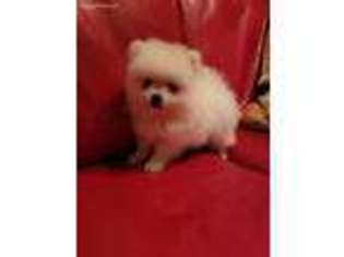 Pomeranian Puppy for sale in Denton, TX, USA