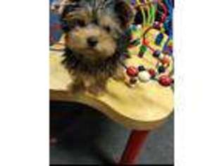 Yorkshire Terrier Puppy for sale in Lake Forest, IL, USA