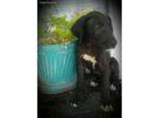 Great Dane Puppy for sale in Hartselle, AL, USA