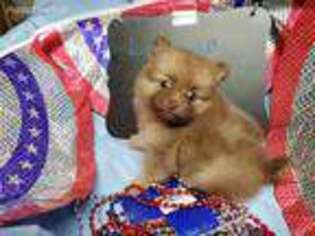 Pomeranian Puppy for sale in Vinemont, AL, USA