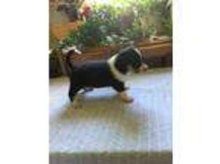 Jack Russell Terrier Puppy for sale in Arthur, IL, USA
