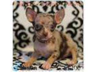 Chihuahua Puppy for sale in NATICK, MA, USA