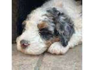Mutt Puppy for sale in Bolingbrook, IL, USA