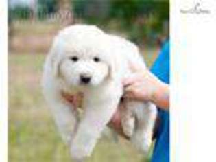 Great Pyrenees Puppy for sale in Augusta, GA, USA