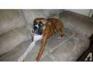 Boxer Puppy for sale in RIDGEFIELD, WA, USA
