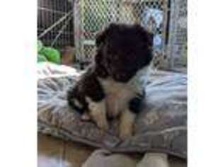 Shetland Sheepdog Puppy for sale in Louisville, KY, USA