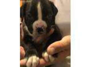 Boxer Puppy for sale in Cortland, NY, USA