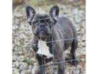 French Bulldog Puppy for sale in Morris, IL, USA