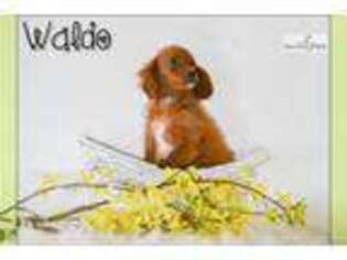 Cavapoo Puppy for sale in Canton, OH, USA