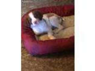 Brittany Puppy for sale in South Amherst, OH, USA