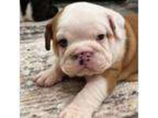 Bulldog Puppy for sale in Coyle, OK, USA