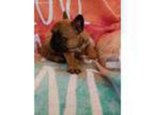 French Bulldog Puppy for sale in Blandon, PA, USA