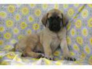 Mastiff Puppy for sale in Minerva, OH, USA