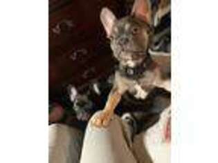 French Bulldog Puppy for sale in Thief River Falls, MN, USA