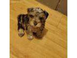 Mutt Puppy for sale in Honoraville, AL, USA