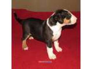 Bull Terrier Puppy for sale in Livingston, TX, USA