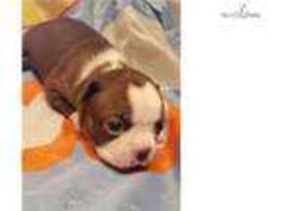 Boston Terrier Puppy for sale in Saint Joseph, MO, USA