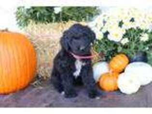 Mutt Puppy for sale in Navarre, OH, USA