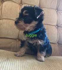 Yorkshire Terrier Puppy for sale in EPHRATA, PA, USA