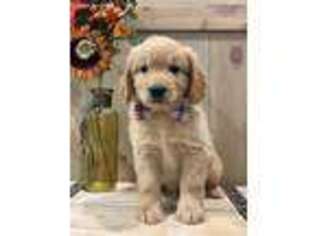 Goldendoodle Puppy for sale in Mabel, MN, USA