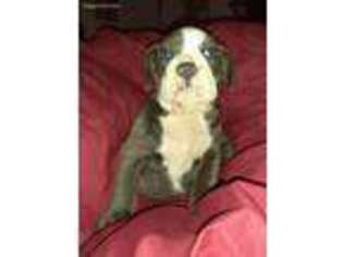 Olde English Bulldogge Puppy for sale in Cleburne, TX, USA