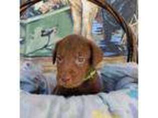 Labrador Retriever Puppy for sale in Nampa, ID, USA