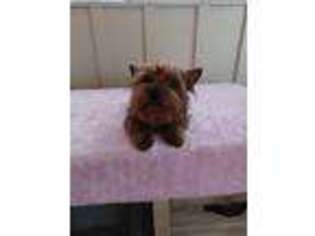 Yorkshire Terrier Puppy for sale in Pauls Valley, OK, USA