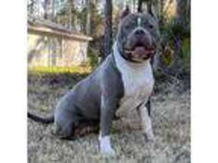 Buggs Puppy for sale in Palm Coast, FL, USA