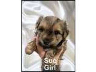 Yorkshire Terrier Puppy for sale in Hurricane, UT, USA