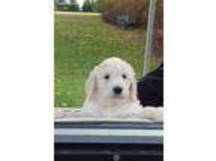 Goldendoodle Puppy for sale in Port Huron, MI, USA