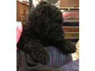 Goldendoodle Puppy for sale in Coldwater, MS, USA