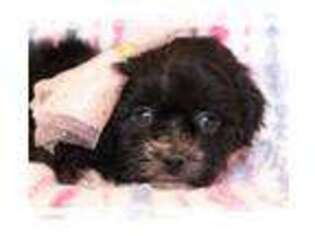 Shih-Poo Puppy for sale in Lake Oswego, OR, USA
