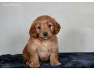 Goldendoodle Puppy for sale in Warsaw, IN, USA