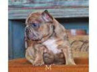 French Bulldog Puppy for sale in Box Elder, SD, USA