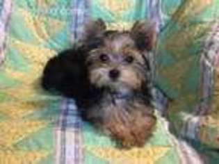 Yorkshire Terrier Puppy for sale in Stillwater, MN, USA