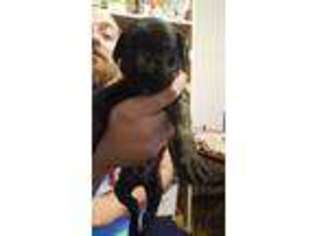 Mastiff Puppy for sale in Barberton, OH, USA