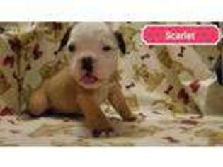 Olde English Bulldogge Puppy for sale in Rock Hill, SC, USA