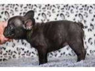 French Bulldog Puppy for sale in Lafayette, IN, USA