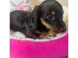 Dachshund Puppy for sale in Sparrows Point, MD, USA