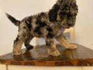 Mutt Puppy for sale in Granby, MO, USA