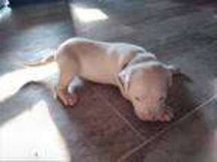 Dogo Argentino Puppy for sale in Nocona, TX, USA