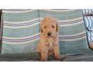 Goldendoodle Puppy for sale in Lancing, TN, USA