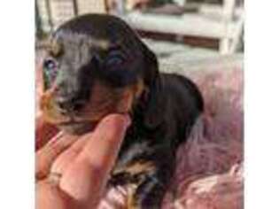 Dachshund Puppy for sale in Moreno Valley, CA, USA