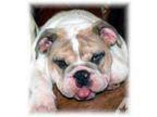 Bulldog Puppy for sale in WHITEWRIGHT, TX, USA