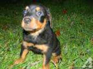 Rottweiler Puppy for sale in WINSTON, OR, USA