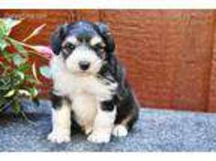 Mutt Puppy for sale in Stephens City, VA, USA