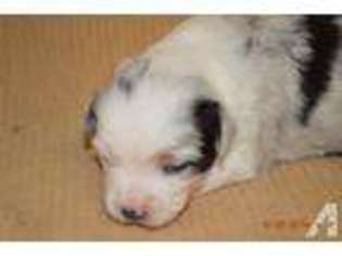 Miniature Australian Shepherd Puppy for sale in PERRY, TX, USA