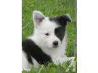 Border Collie Puppy for sale in SAINT JOHNS, MI, USA