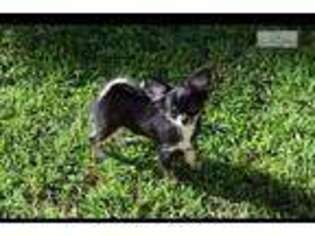 Chihuahua Puppy for sale in Greenville, SC, USA