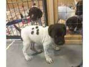 German Shorthaired Pointer Puppy for sale in Woodland, AL, USA